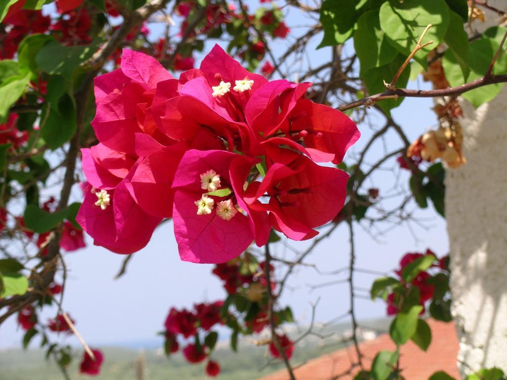 Makhairoí Fenareti Village House מראה חיצוני תמונה
